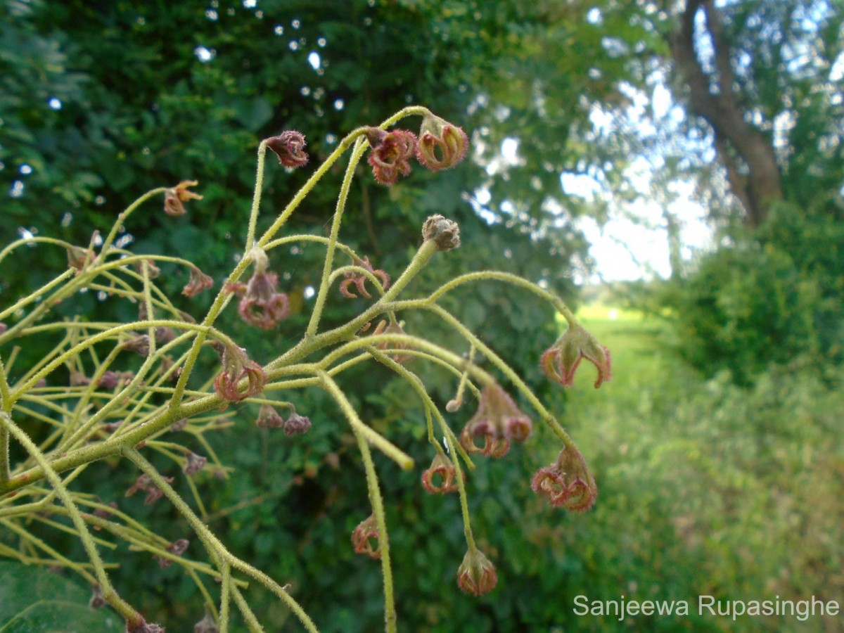 Sterculia balanghas L.